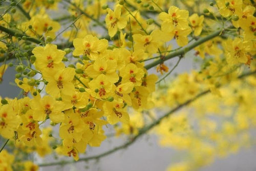 South Mountain Nursery Desert Museum - Thornless Palo Verde Seeds Cercidium x 'Desert Museum'