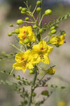 South Mountain Nursery Desert Museum - Thornless Palo Verde Seeds Cercidium x 'Desert Museum'
