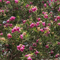 South Mountain Nursery Desert Willow Tree Seeds - Chilopsis Linearis, Large Pink Flowers,