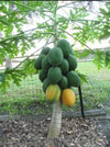 South Mountain Nursery Dwarf Waimanalo Papaya - 10 Seeds - Rare Tropical Fruit Tree Seeds