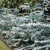 South Mountain Nursery Eucalyptus Pulverulenta Baby Blue Seeds - Silver Leaved Mountain Gum