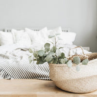 South Mountain Nursery Eucalyptus Pulverulenta Baby Blue Seeds - Silver Leaved Mountain Gum