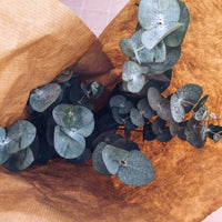 South Mountain Nursery Eucalyptus Pulverulenta Baby Blue Seeds - Silver Leaved Mountain Gum