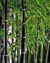 South Mountain Nursery Exotic Black Bamboo - 300 Seeds - Ornamental Plant Privacy Screen