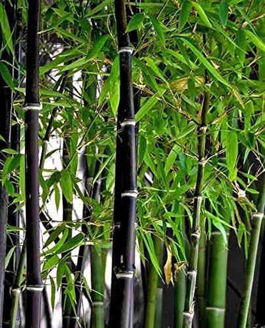 South Mountain Nursery Exotic Black Bamboo - 300 Seeds - Ornamental Plant Privacy Screen