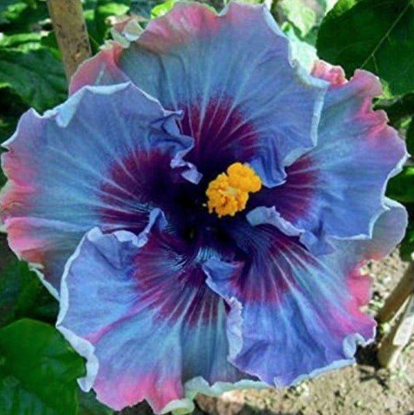 South Mountain Nursery Fairy Dust Hibiscus Seeds - Perennial Flower Seed - Easy to Grow -