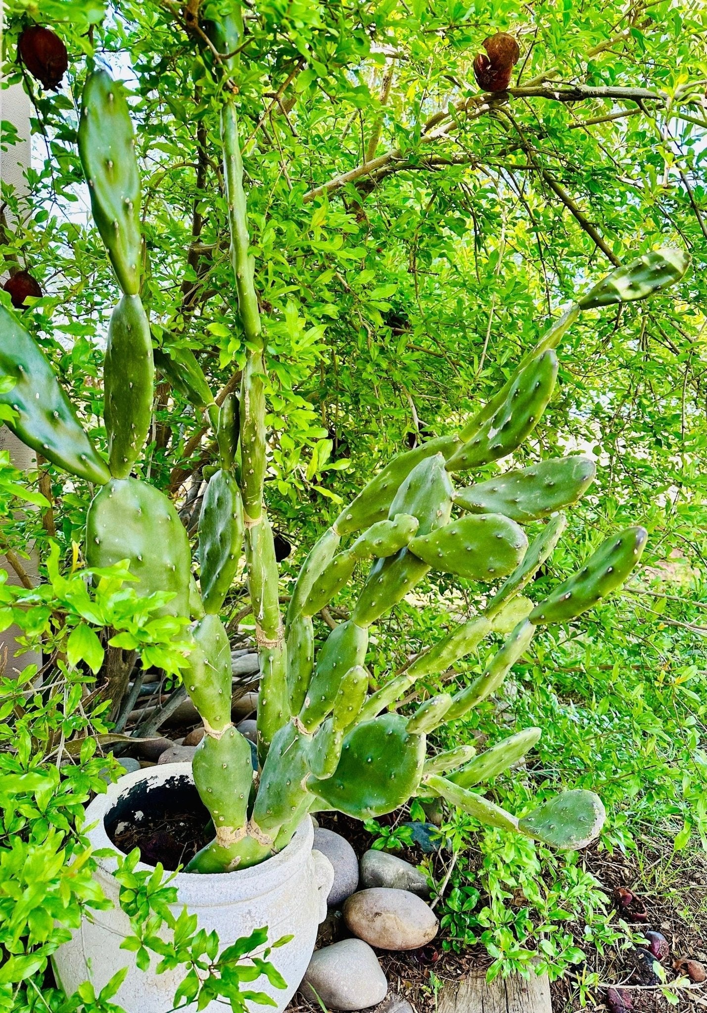 South Mountain Nursery Fast Growing Opuntia Prickly Pear Cactus Edible Fruit, Stunning