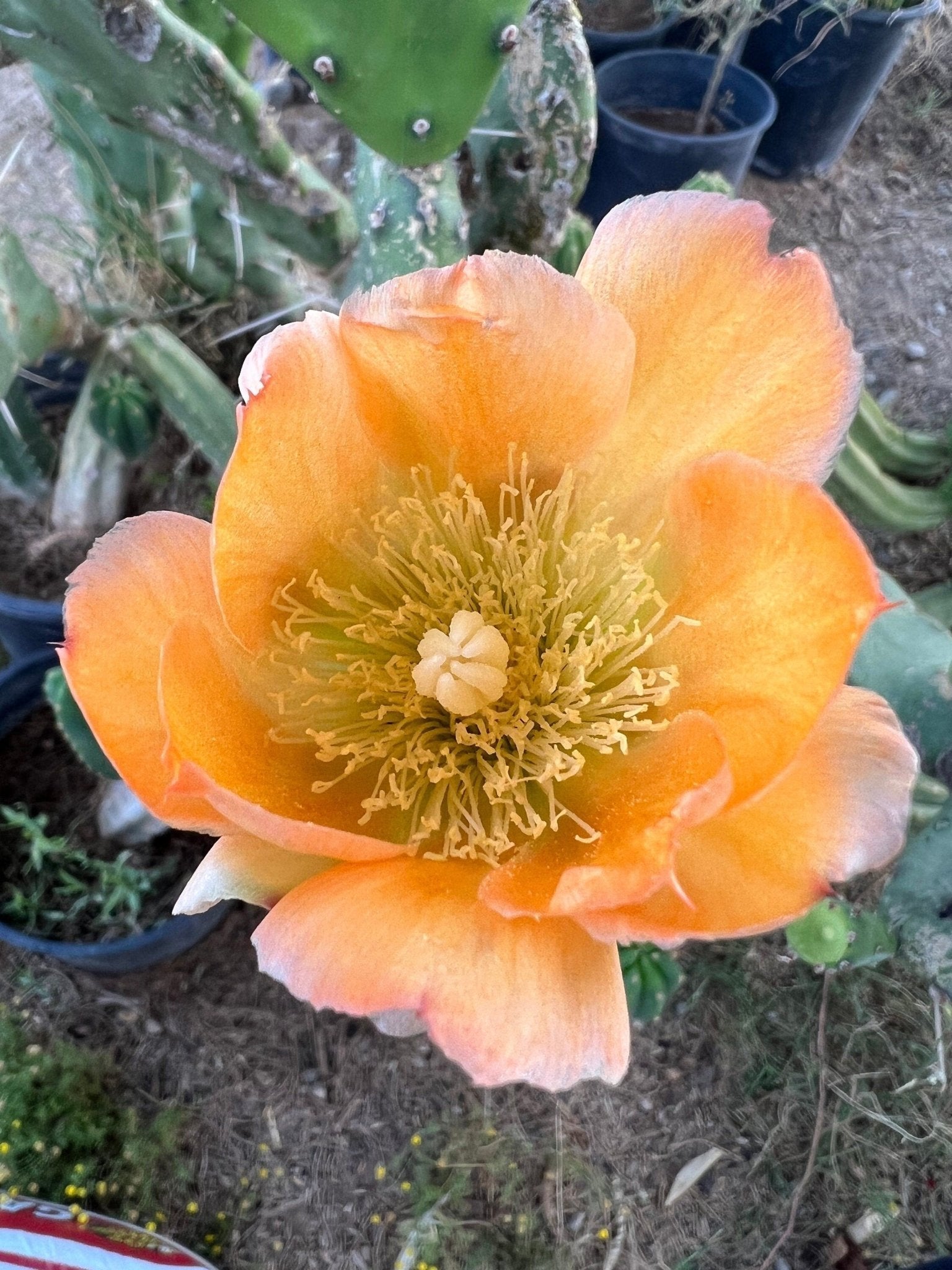 South Mountain Nursery Fast Growing Opuntia Prickly Pear Cactus Edible Fruit, Stunning