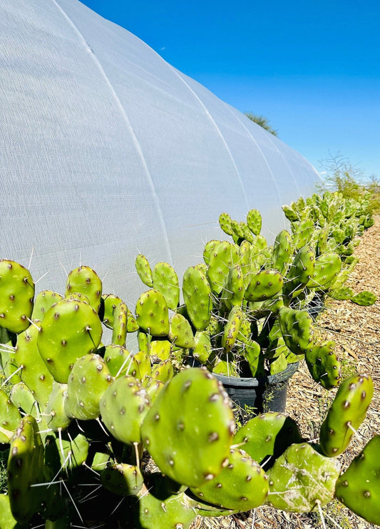 South Mountain Nursery Fast Growing Opuntia Prickly Pear Cactus Edible Fruit, Stunning