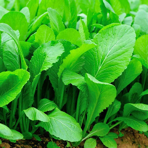 South Mountain Nursery Florida Broadleaf Mustard Seeds - Fast Growing Green Vegetables Seeds