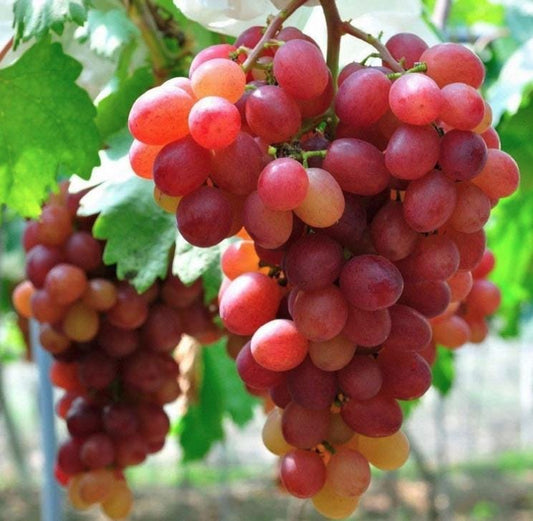South Mountain Nursery Giant Red Globe Heirloom Grape Seeds - Non GMO - Sweet Fruit