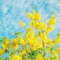 Golden Shower Tree - 10 Seeds - Purging Cassia Fistula Indian Laburnum Pudding-Pipe Tree South Mountain Nursery
