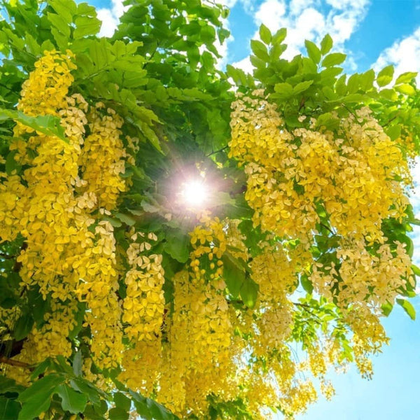 Golden Shower Tree - 10 Seeds - Purging Cassia Fistula Indian Laburnum Pudding-Pipe Tree South Mountain Nursery
