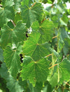 South Mountain Nursery Green Heirloom Grape Seeds - Non GMO - Sweet Fruit