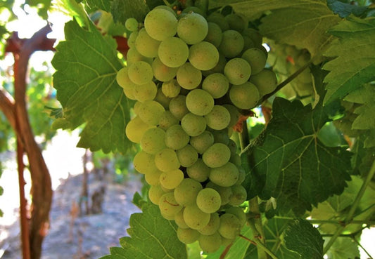South Mountain Nursery Green Heirloom Grape Seeds - Non GMO - Sweet Fruit
