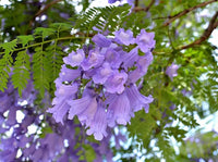 Jacaranda Mimosifolia - 100 Seeds South Mountain Nursery