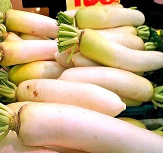 South Mountain Nursery Japanese Daikon - 1000 Seeds - Daikon Radish Seeds - Japanese Radish