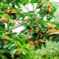 South Mountain Nursery Japanese Persimmon Tree - 10 Seeds - Diospyros Edible Fruit