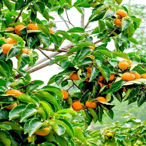 South Mountain Nursery Japanese Persimmon Tree - 10 Seeds - Diospyros Edible Fruit