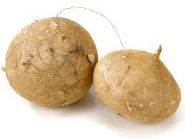 Jicama Root Seeds - 20 Large Seeds South Mountain Nursery