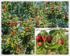 South Mountain Nursery Jujube - 10 Seeds - Ziziphus Jujuba Fruit Tree