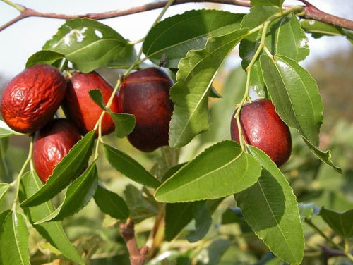 South Mountain Nursery Jujube - 10 Seeds - Ziziphus Jujuba Fruit Tree