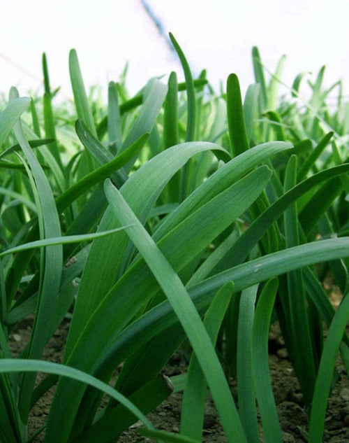 South Mountain Nursery Leeks - Green Chive - Asian Garlic Chive - 500 Seeds