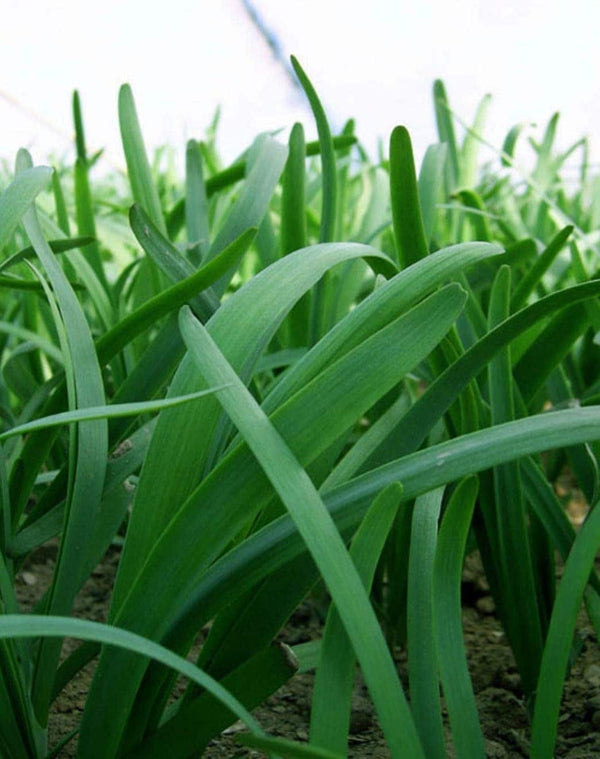 South Mountain Nursery Leeks - Green Chive - Asian Garlic Chive - 500 Seeds