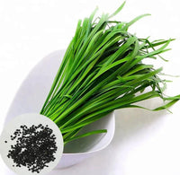 South Mountain Nursery Leeks - Green Chive - Asian Garlic Chive - 500 Seeds