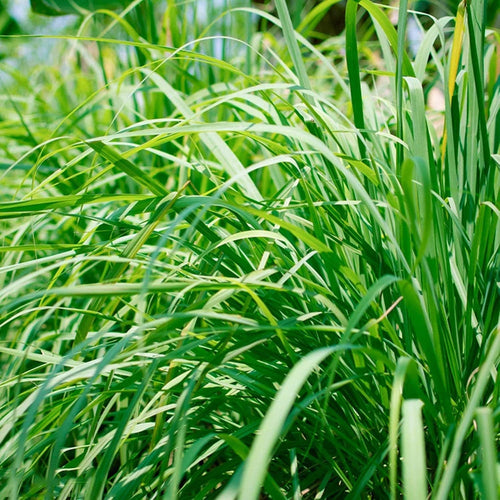 Lemongrass 500 Seeds - Tropical Asian Cooking Perennial Plant Outdoor Indoor Home South Mountain Nursery