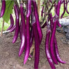 South Mountain Nursery Long Purple Eggplant Seeds - Solanum Melongena - Non-Gmo Aubergine