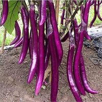 South Mountain Nursery Long Purple Eggplant Seeds - Solanum Melongena - Non-Gmo Aubergine