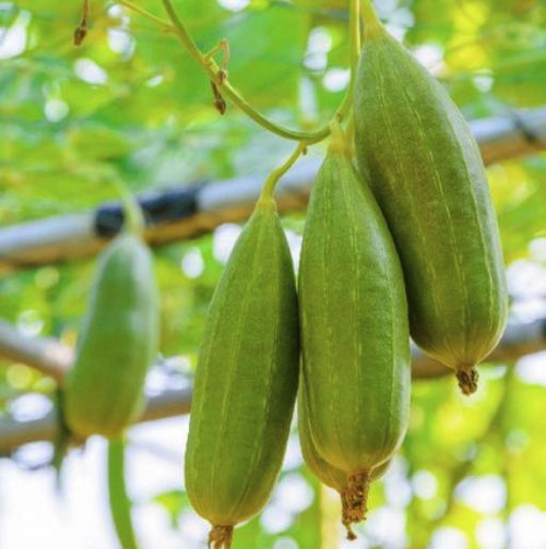 Luffa Sponge Gourd Seeds - Luffa Cylindrica - Easy to Grow Vegetable Garden South Mountain Nursery