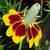 South Mountain Nursery Mexican Hat - 100 Seeds - Drought Tolerant Coneflower Flower