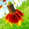South Mountain Nursery Mexican Hat - 100 Seeds - Drought Tolerant Coneflower Flower