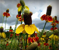 South Mountain Nursery Mexican Hat - 100 Seeds - Drought Tolerant Coneflower Flower