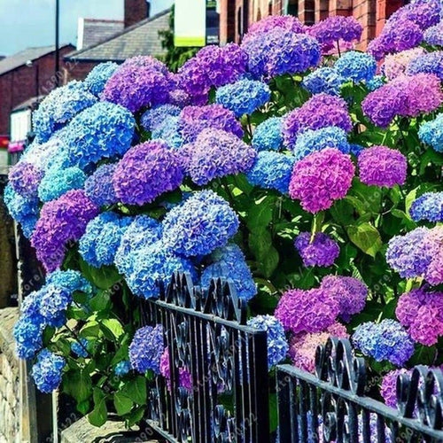 South Mountain Nursery Mixed Hydrangea Seeds - Giant Beautiful Shrub and Hardy Perennial