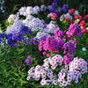 South Mountain Nursery Mixed Phlox Flower Seeds - Dwarf Popstars Phlox Perennial Ground