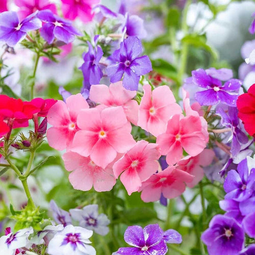 South Mountain Nursery Mixed Phlox Flower Seeds - Dwarf Popstars Phlox Perennial Ground