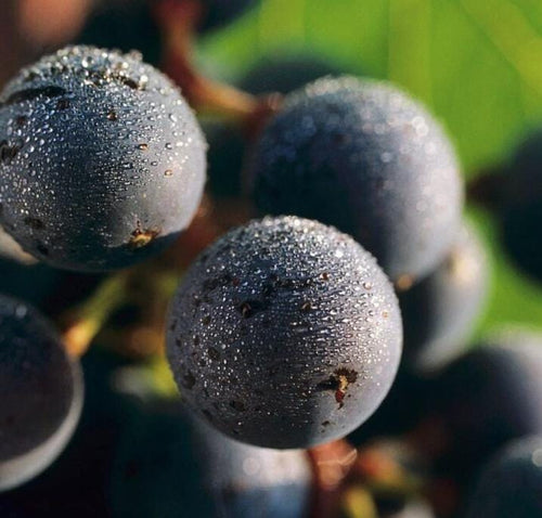 South Mountain Nursery Muscadine Grape Seeds - Non GMO - Vitis Rotundifolia E165