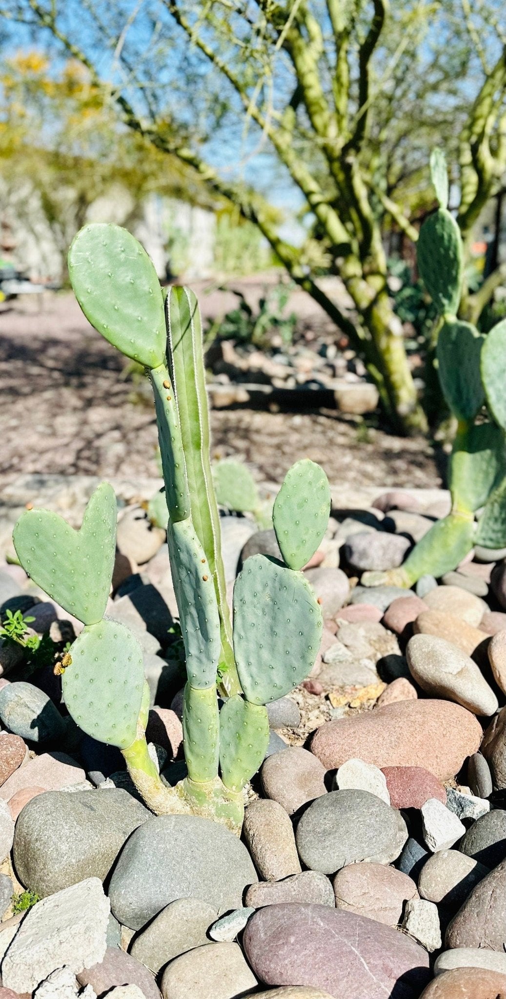 South Mountain Nursery Nopales Prickly Pear Cactus - Spineless Thornless Edible - 2 Pads -
