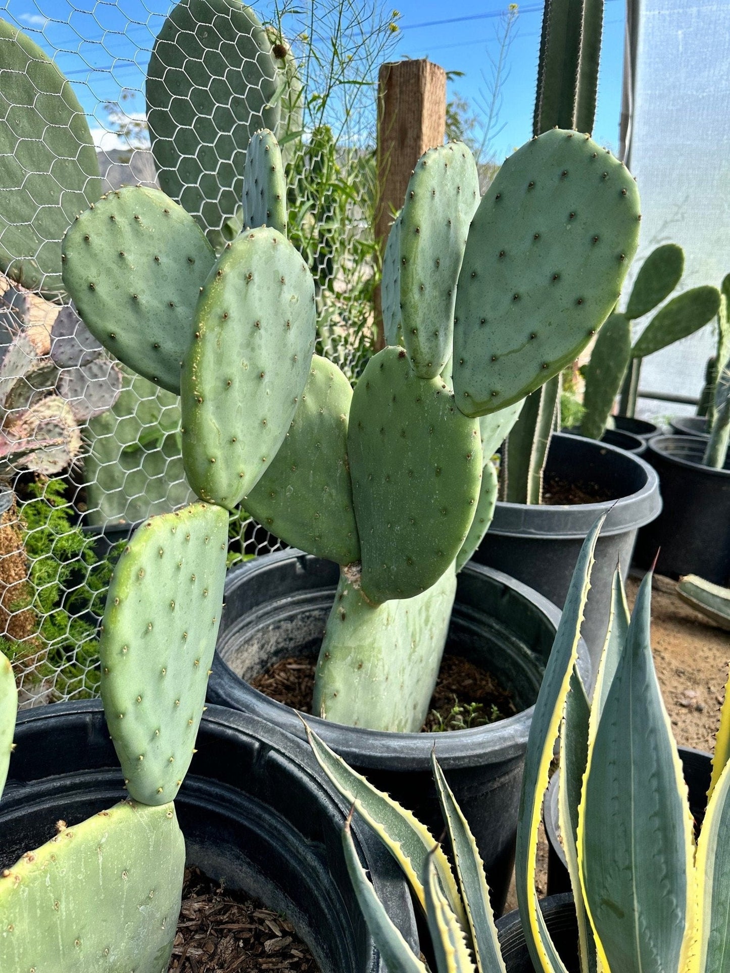 South Mountain Nursery Nopales Prickly Pear Cactus - Spineless Thornless Edible - 2 Pads -