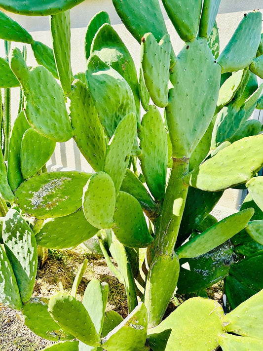 South Mountain Nursery Nopales Prickly Pear Cactus - Spineless Thornless Edible - 2 Pads -