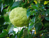 South Mountain Nursery Osage Orange Tree - 20 Heirloom Seeds - Non GMO Seeds