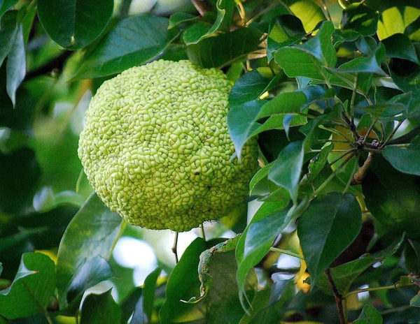 South Mountain Nursery Osage Orange Tree - 20 Heirloom Seeds - Non GMO Seeds