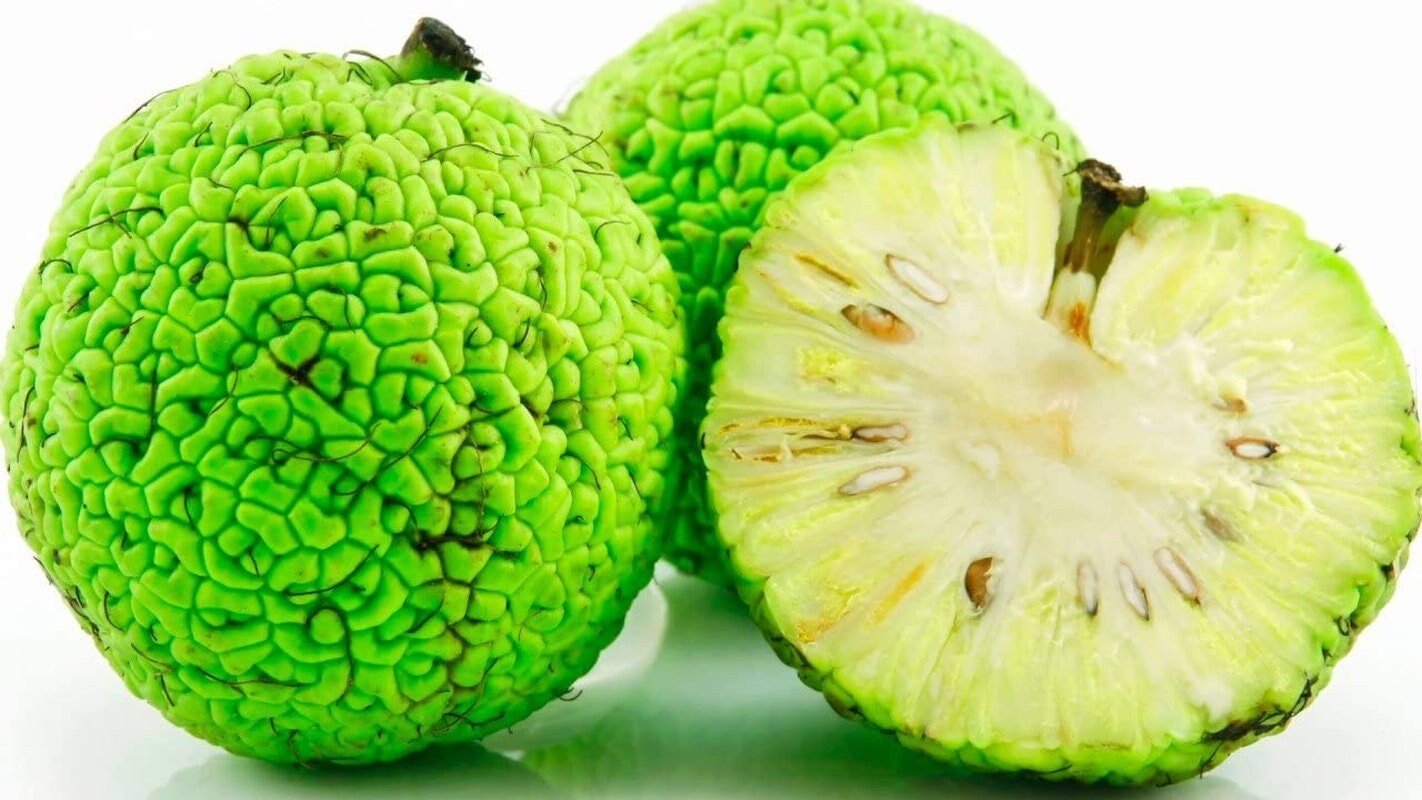 South Mountain Nursery Osage Orange Tree - 20 Heirloom Seeds - Non GMO Seeds
