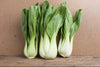 South Mountain Nursery Pak Choi - 500 Seeds - Bok Choy Asian Vegetable Seeds Chinese Cabbage