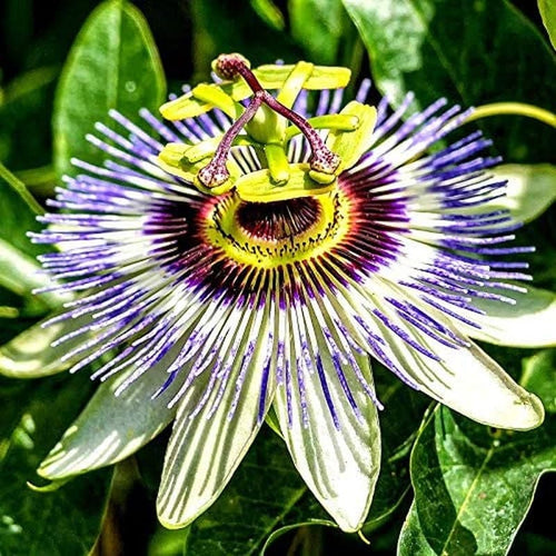 Passion Flower Passiflora Passion Vine Maypop Granadilla Treasure Flower - 10 Seeds South Mountain Nursery