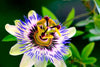 Passion Flower Passiflora Passion Vine Maypop Granadilla Treasure Flower - 10 Seeds South Mountain Nursery