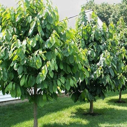 South Mountain Nursery Paw Paw Tree - 6 Seeds - Edible Fruit, Easy to Grow, Exotic